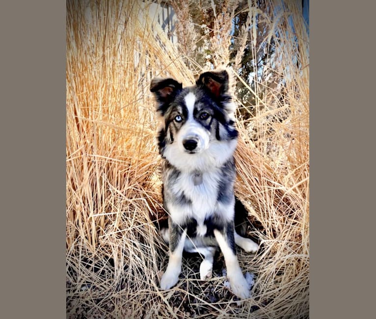 Photo of Stella, an Australian Cattle Dog, Border Collie, Norwegian Elkhound, Miniature/MAS-type Australian Shepherd, Siberian Husky, and Keeshond mix in Layton, Utah, USA