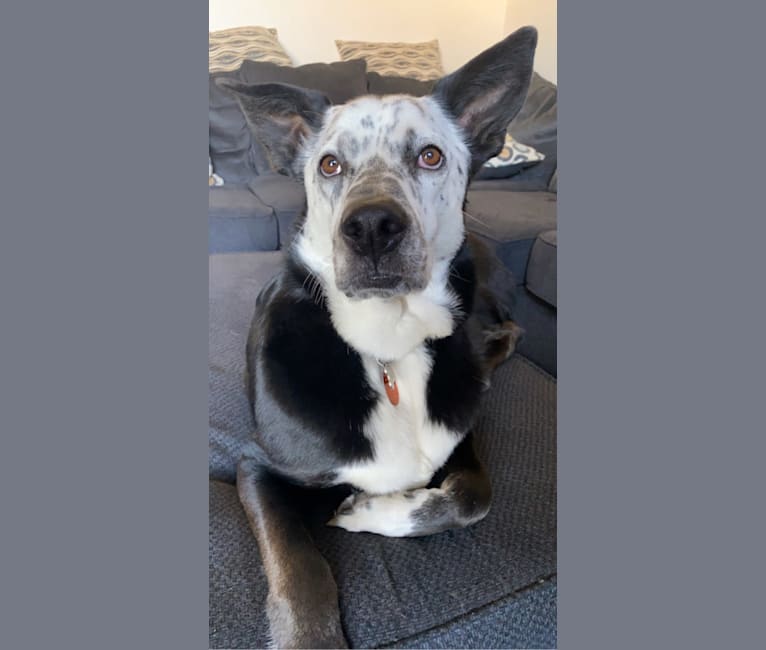 Milo, a German Shepherd Dog and Siberian Husky mix tested with EmbarkVet.com