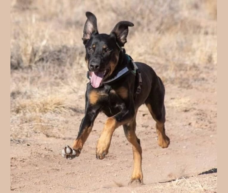 Oso, a Rottweiler and German Shepherd Dog mix tested with EmbarkVet.com