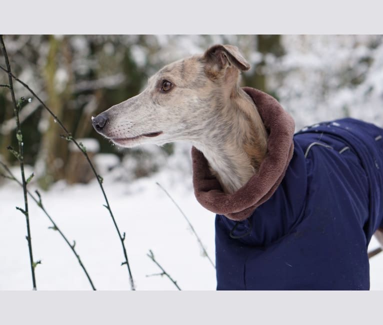 LUUK, a Whippet and Windsprite mix tested with EmbarkVet.com