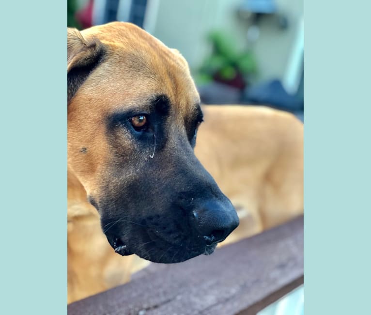 Cane corso fila brasileiro new arrivals mix
