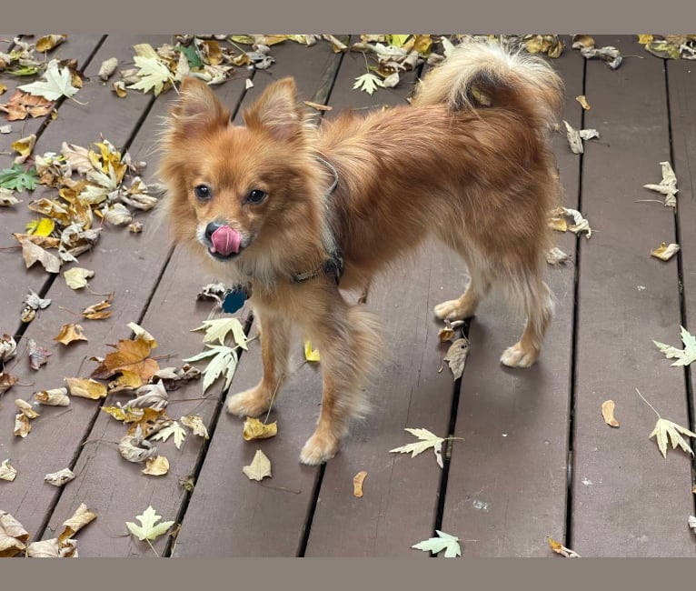 Photo of Biggie Smalls, a Pomeranian, Chihuahua, and Yorkshire Terrier mix in Jackson, Tennessee, USA