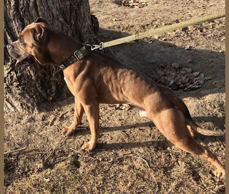 Storm King, an American Bully tested with EmbarkVet.com