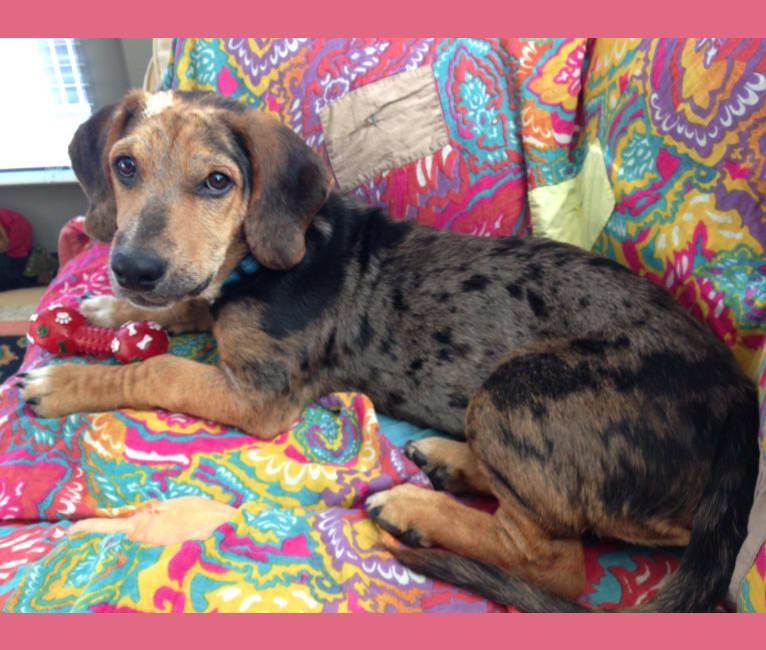 Basset catahoula mix sales
