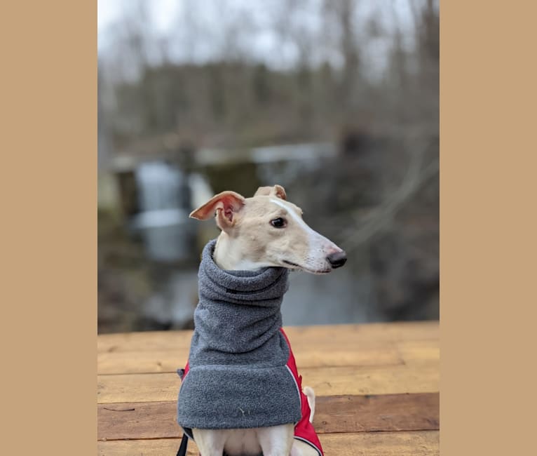 Photo of Archie, a Greyhound, Whippet, and Mixed mix in Beijing, China