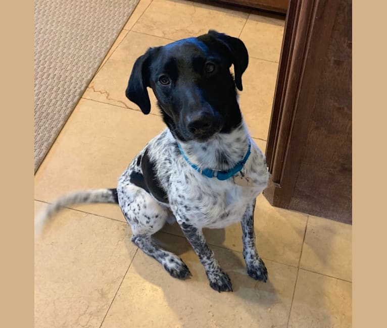 German shorthaired pointer deals whippet mix