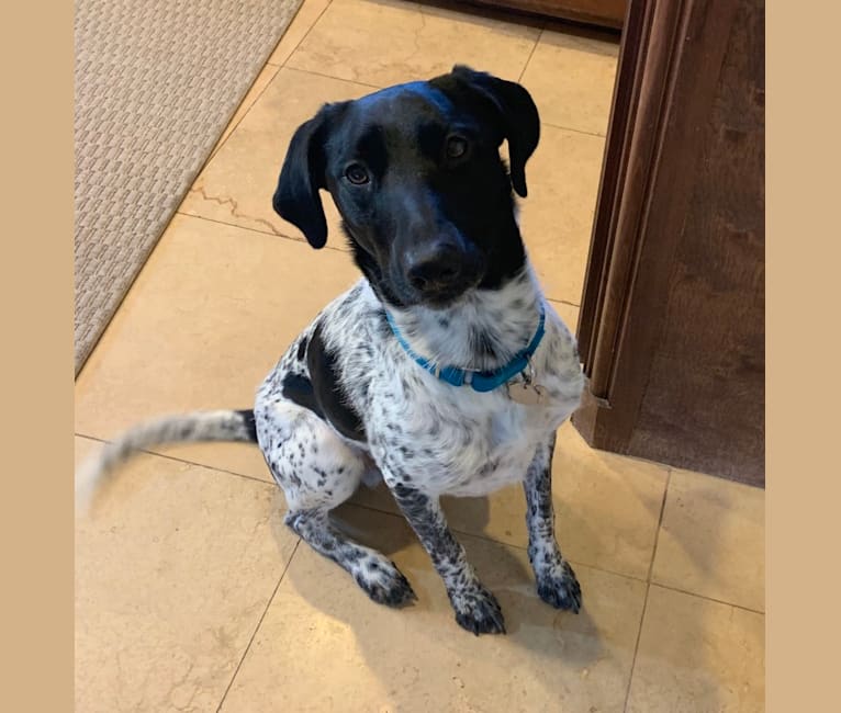 Huey, a German Shorthaired Pointer and Border Collie mix tested with EmbarkVet.com