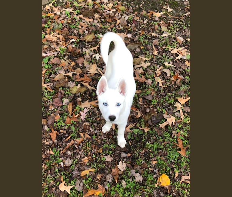 Photo of Sakura “Saki” Gordon, a Siberian Husky  in Glen Burnie, Maryland, USA