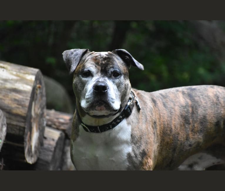 Jackson, an American Pit Bull Terrier and Bulldog mix tested with EmbarkVet.com