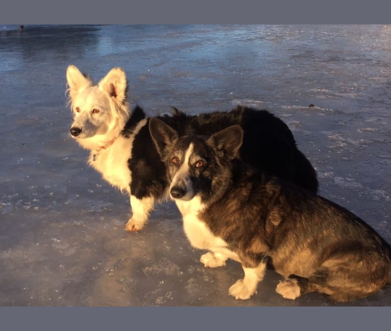 Embark Dog DNA Test - Breed