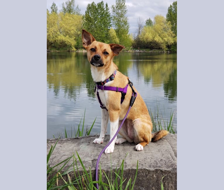 Photo of Alice, a Chihuahua, Australian Cattle Dog, Shih Tzu, Poodle (Small), Russell-type Terrier, Miniature Pinscher, and Mixed mix in Porterville, California, USA