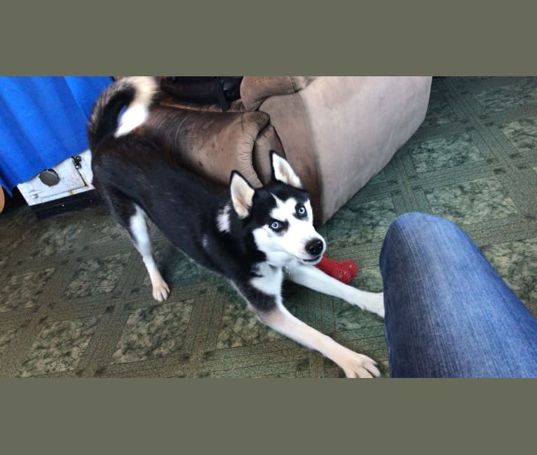 Myanu, a Siberian Husky tested with EmbarkVet.com