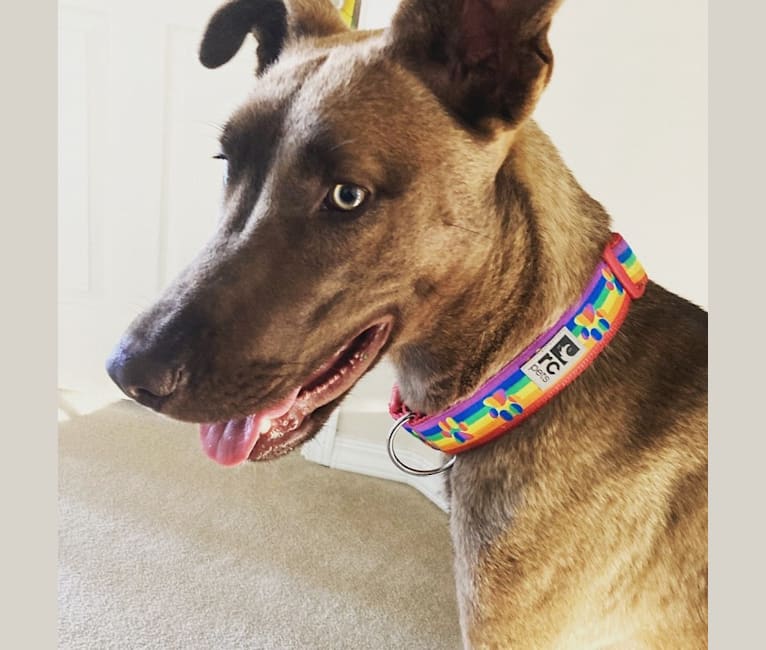 Great dane and husky top
