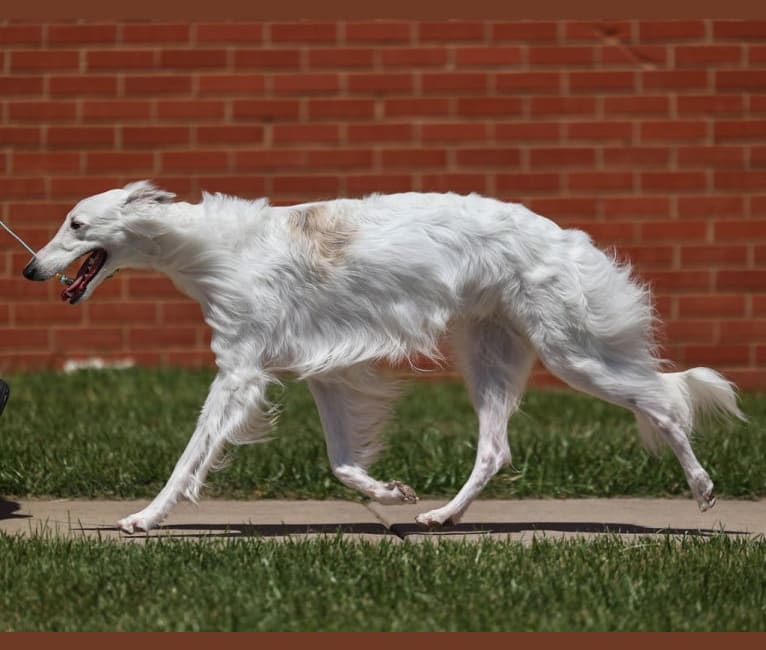 Calcifer, a Silken Windhound tested with EmbarkVet.com