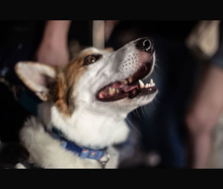 Amos, an Australian Cattle Dog and Schipperke mix tested with EmbarkVet.com