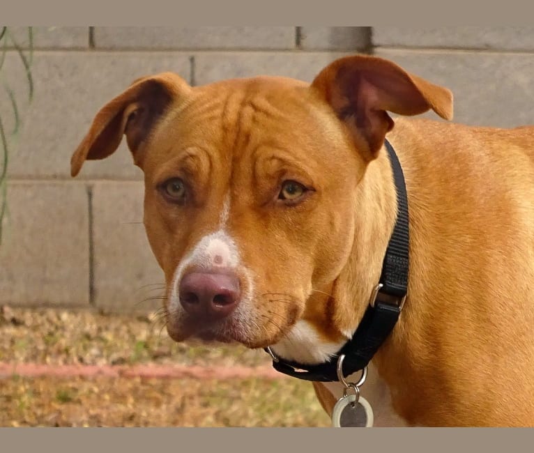 Bobbi, an American Pit Bull Terrier and Rottweiler mix tested with EmbarkVet.com