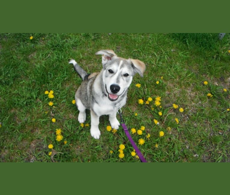 Irish, a Siberian Husky and German Shepherd Dog mix tested with EmbarkVet.com
