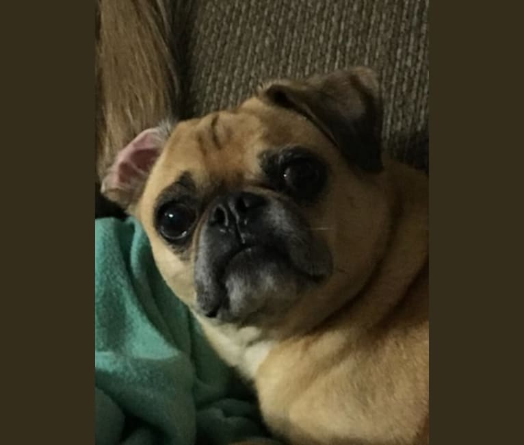 Ernie, a Pug and Toy Fox Terrier mix tested with EmbarkVet.com