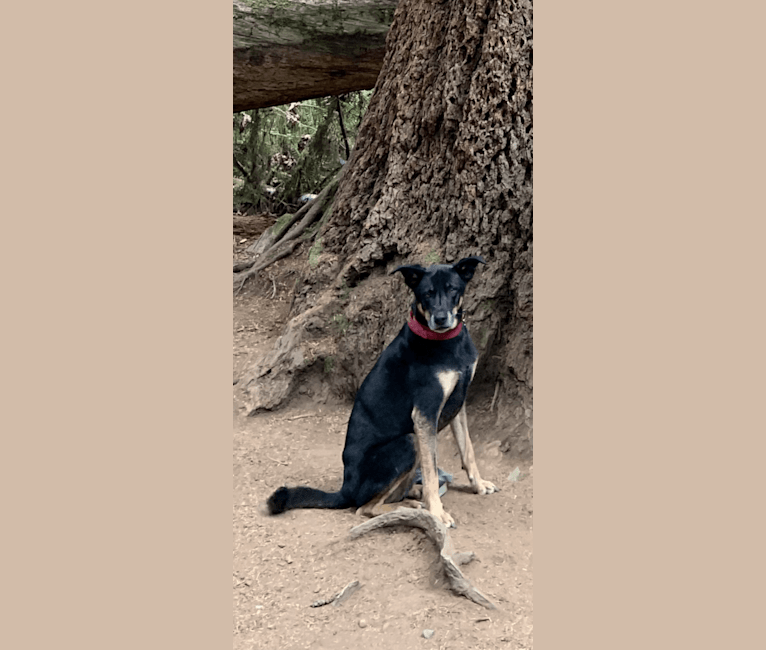Bao Di, a Formosan Mountain Dog tested with EmbarkVet.com