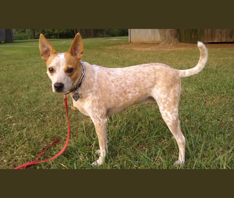 australian cattle dog mix with chihuahua