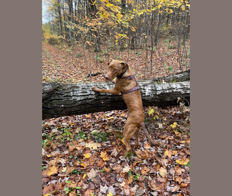 Bristol, an American Pit Bull Terrier and Doberman Pinscher mix tested with EmbarkVet.com