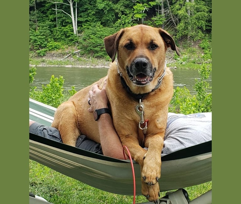 Sniper, a Boxer and Australian Cattle Dog mix tested with EmbarkVet.com