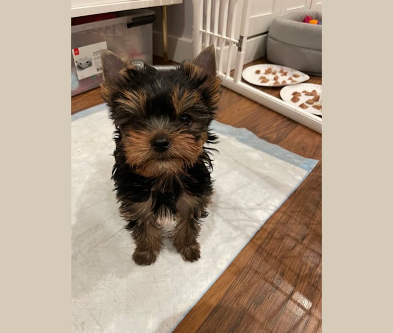 Chewy, a Yorkshire Terrier tested with EmbarkVet.com