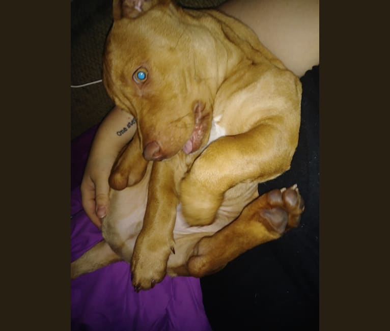 Vizsla chihuahua mix shop