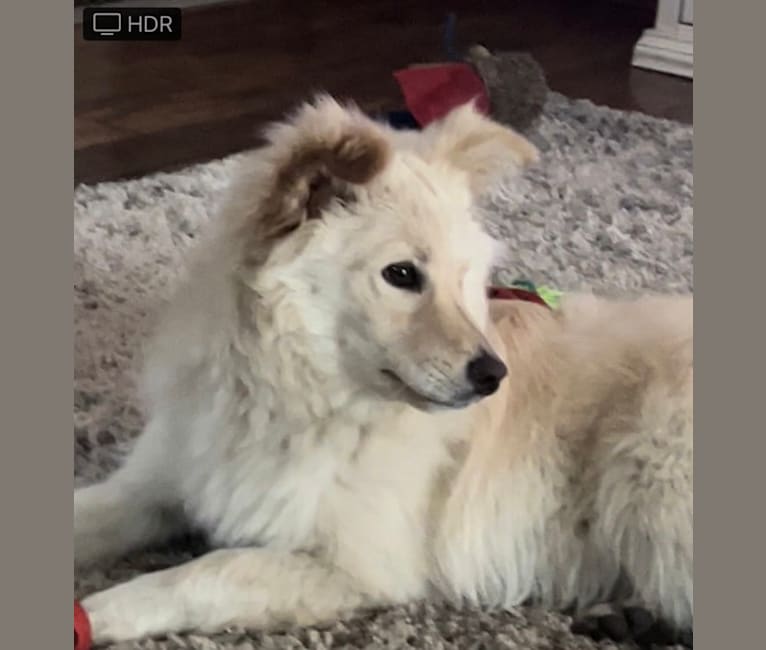 Aspen, an American Eskimo Dog and Chow Chow mix tested with EmbarkVet.com