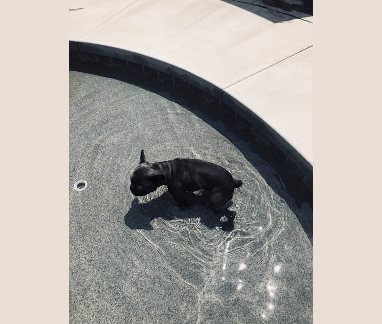 Blu, a French Bulldog tested with EmbarkVet.com