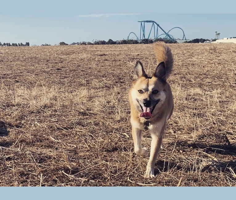 Katie, a German Shepherd Dog and Australian Cattle Dog mix tested with EmbarkVet.com
