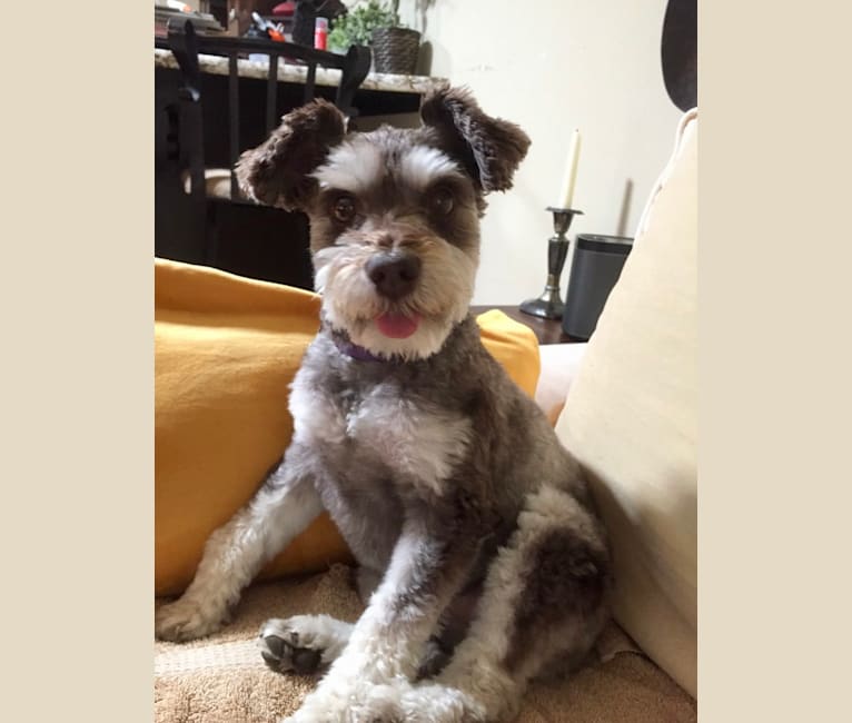 Embark Dog DNA Test Breed