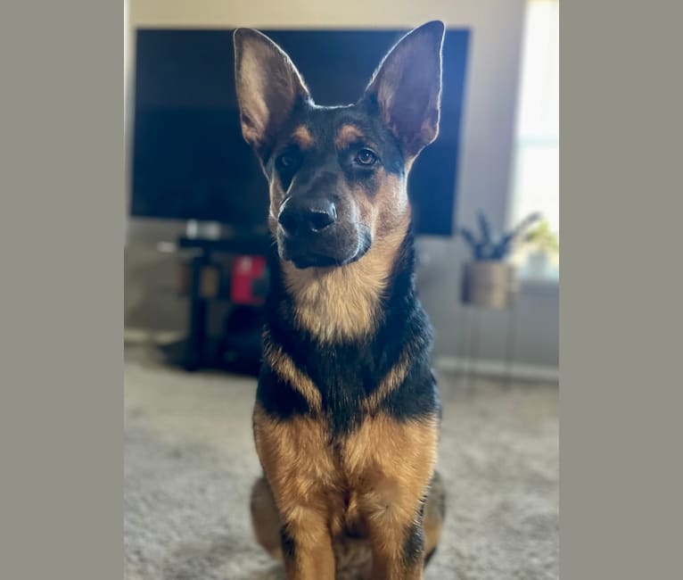 Rocky, a German Shepherd Dog and Australian Cattle Dog mix tested with EmbarkVet.com