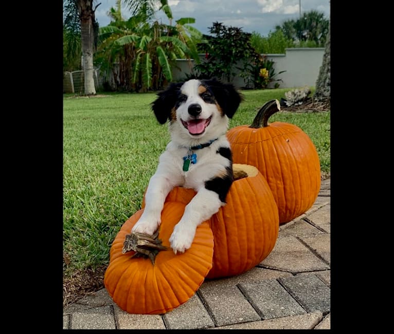 Bentley, a Chihuahua and Australian Cattle Dog mix tested with EmbarkVet.com