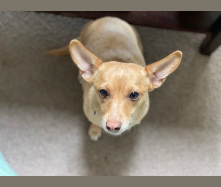 Willa, a Chihuahua and Shetland Sheepdog mix tested with EmbarkVet.com