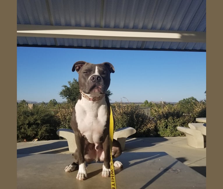 MaSiWei, an American Bully tested with EmbarkVet.com