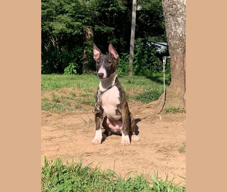 Serendipity, a Bull Terrier tested with EmbarkVet.com