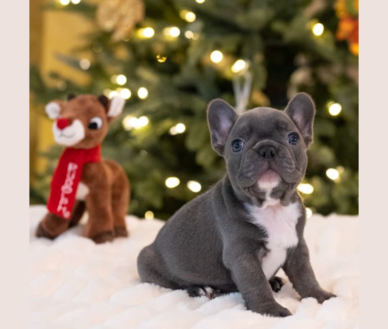 Photo of Draco, a French Bulldog  in Montgomery, TX, USA