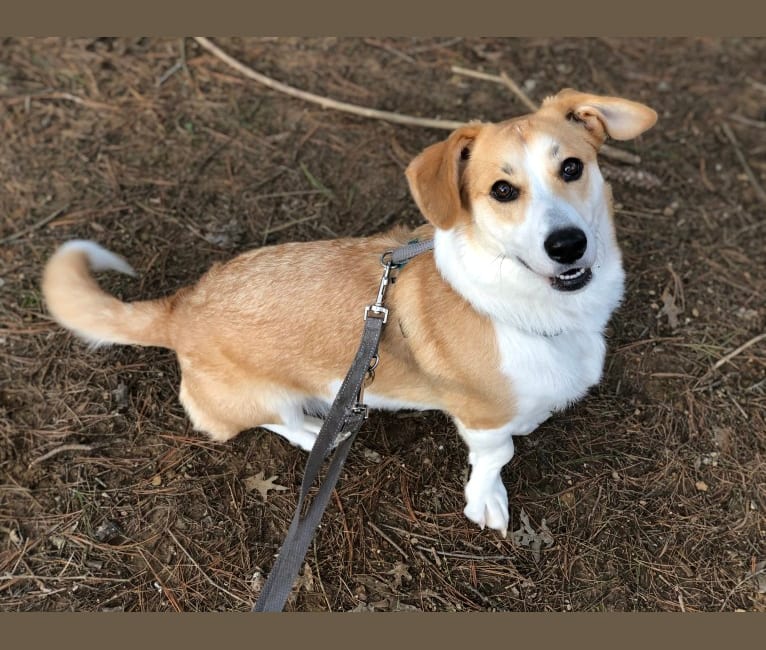 Ginger, a Pembroke Welsh Corgi and Alaskan Malamute mix tested with EmbarkVet.com