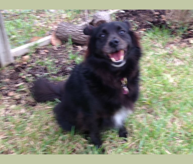 LYLA, a Border Collie and Chow Chow mix tested with EmbarkVet.com