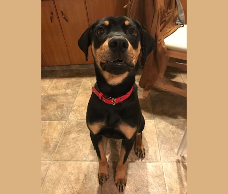 Olive, a Rottweiler and Boxer mix tested with EmbarkVet.com