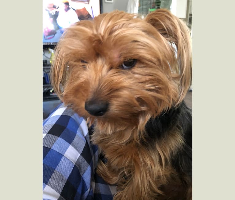 Hakeem, a Yorkshire Terrier tested with EmbarkVet.com