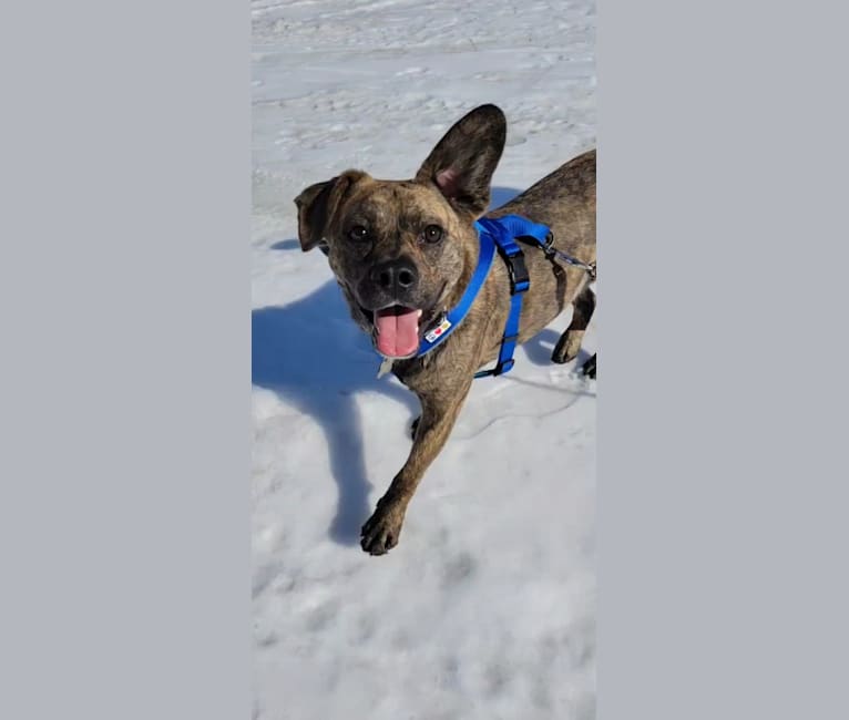 Sheldon, a Siberian Husky and Boston Terrier mix tested with EmbarkVet.com