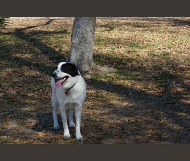 Catori, a Great Pyrenees and Border Collie mix tested with EmbarkVet.com
