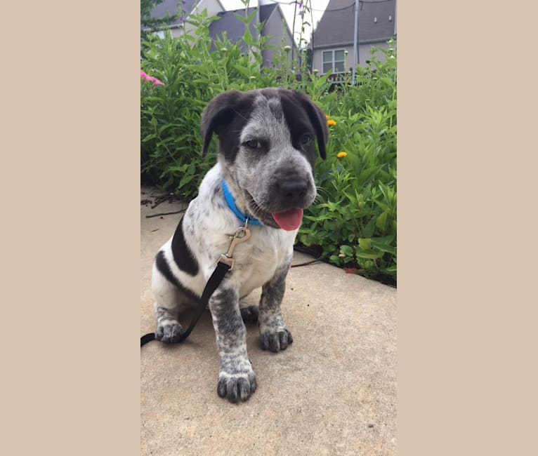 Coal, an Australian Cattle Dog and Brittany mix tested with EmbarkVet.com