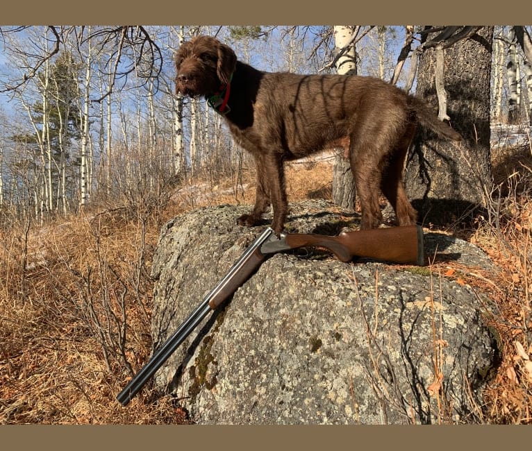 Cedarwood Canadian Quill, a Pudelpointer tested with EmbarkVet.com