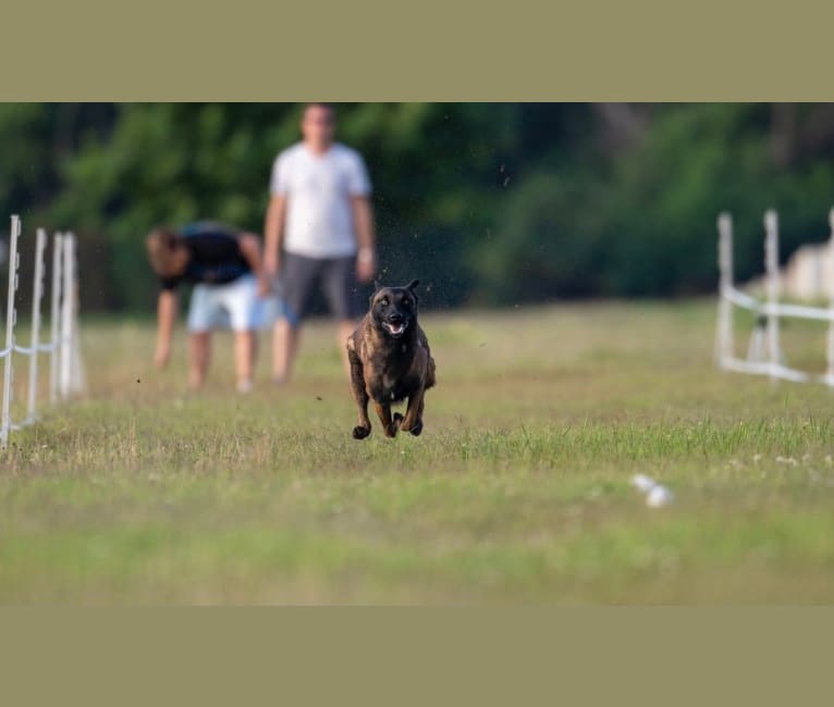 Photo of KHs Taking What’s Ours With Fire and Blood “Drogon” TKE RATN, a Belgian Shepherd  in Inola, OK, USA