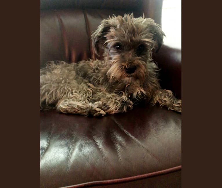 lhasa apso miniature schnauzer mix