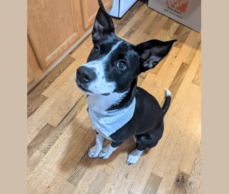 Photo of Pepper, an American Pit Bull Terrier, German Shepherd Dog, American Staffordshire Terrier, Treeing Walker Coonhound, and Mixed mix in Kentucky, USA
