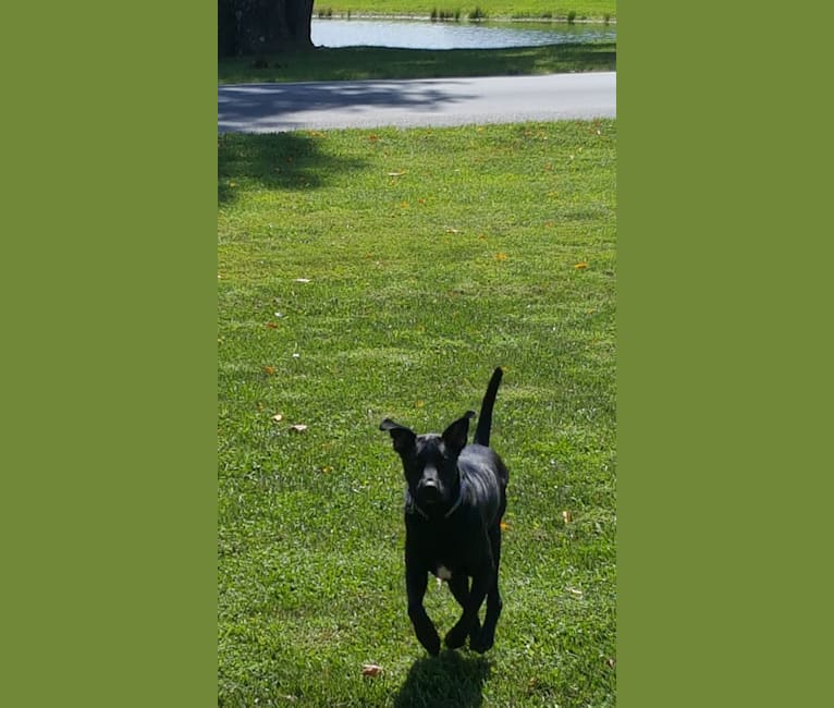Giuseppe, a Labrador Retriever and Staffordshire Terrier mix tested with EmbarkVet.com